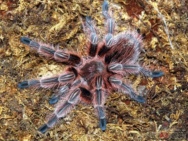 /img/18269-chilean-rose-tarantula-molting.webp