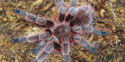 /img/18269-chilean-rose-tarantula-molting.webp