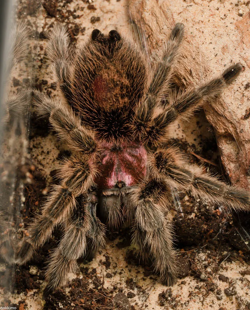18269 chilean rose tarantula spinnerets