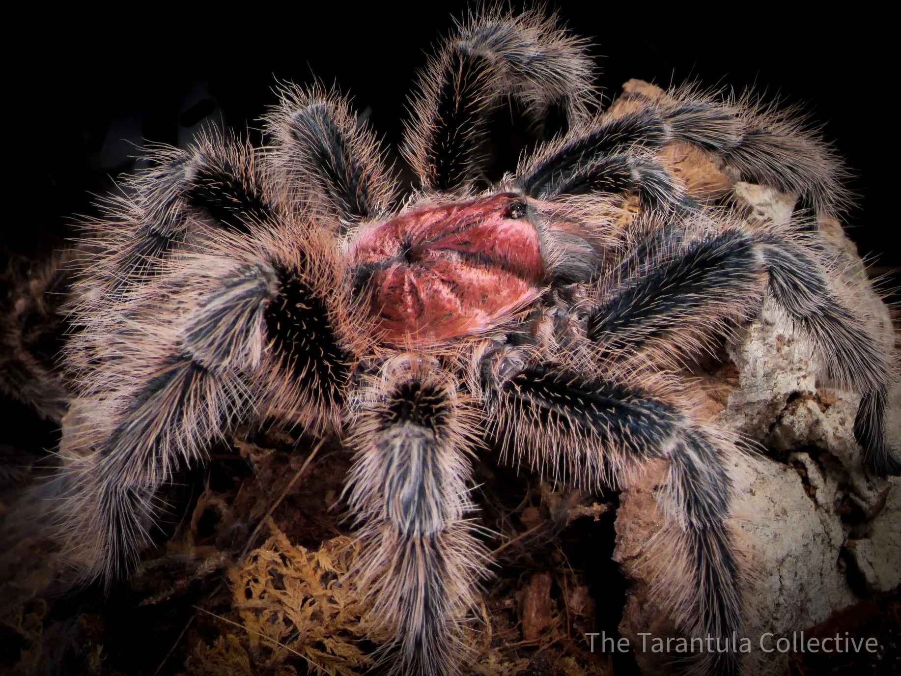 /img/18270-rose-hair-tarantula.webp