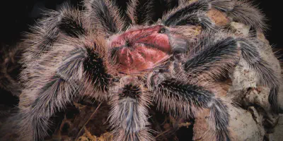 /img/18270-rose-hair-tarantula.webp