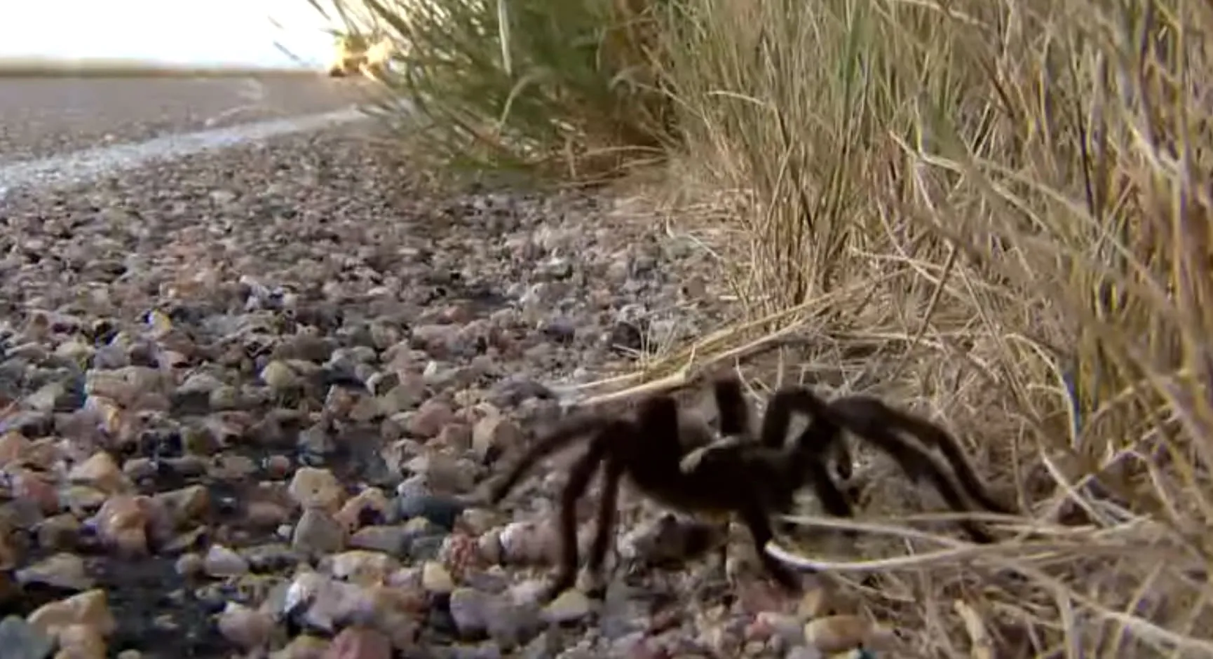 18272 tarantula migration conservation