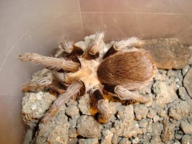 /img/18272-tarantula-migration-duration.webp