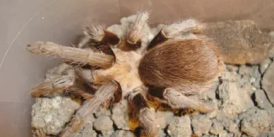 /img/18272-tarantula-migration-duration.webp