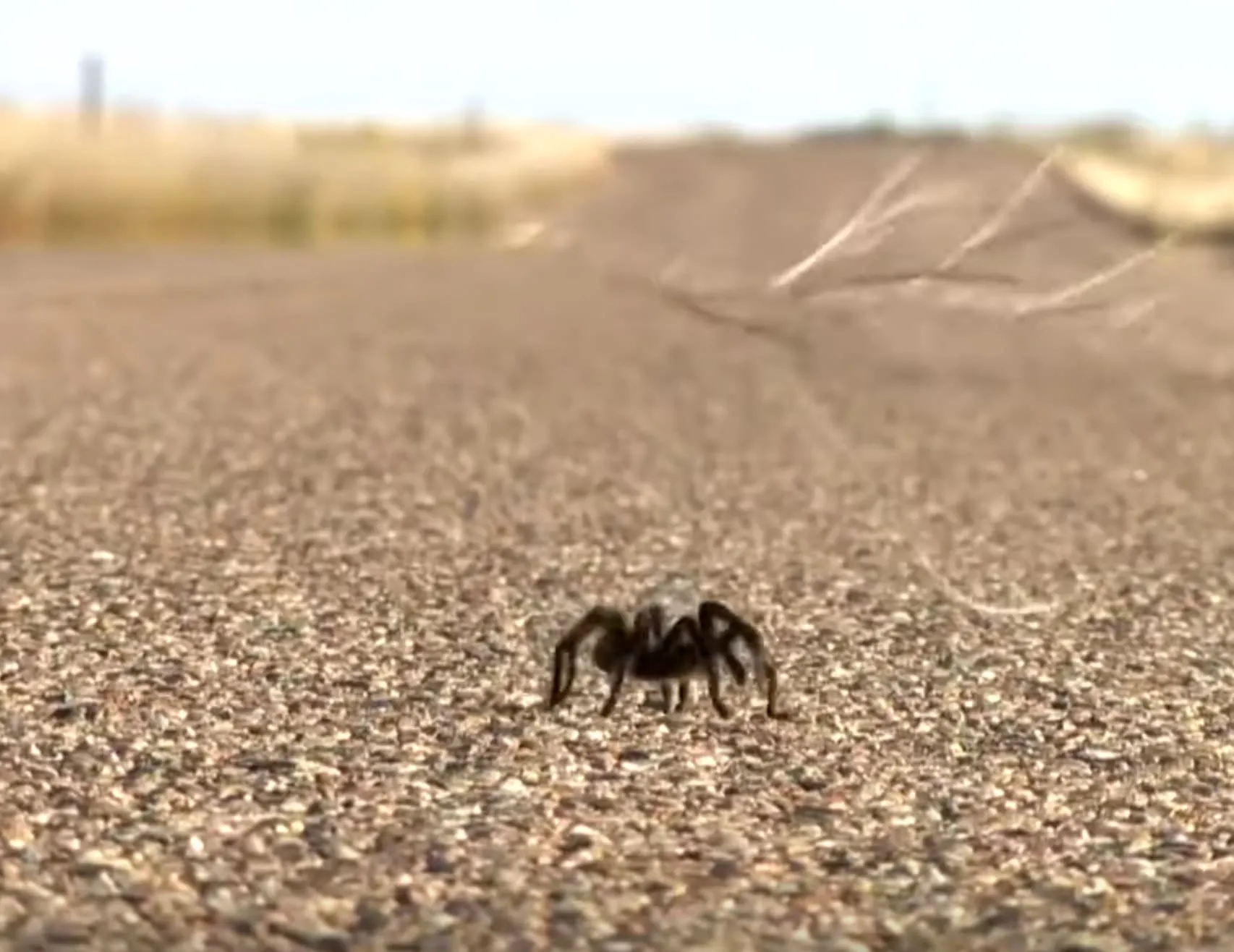 18272 tarantula migration ecosystem