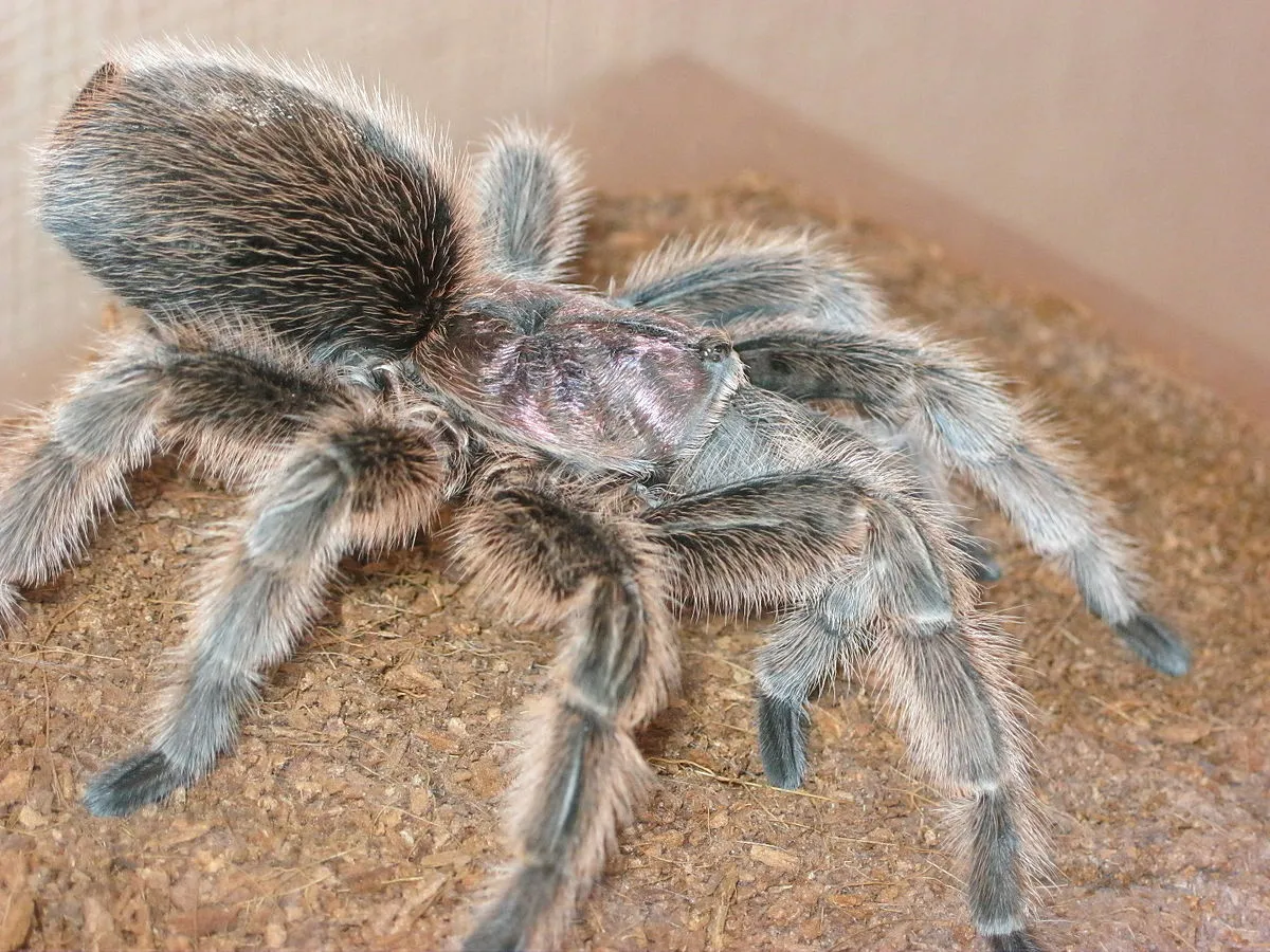 18273 tarantula drinking water