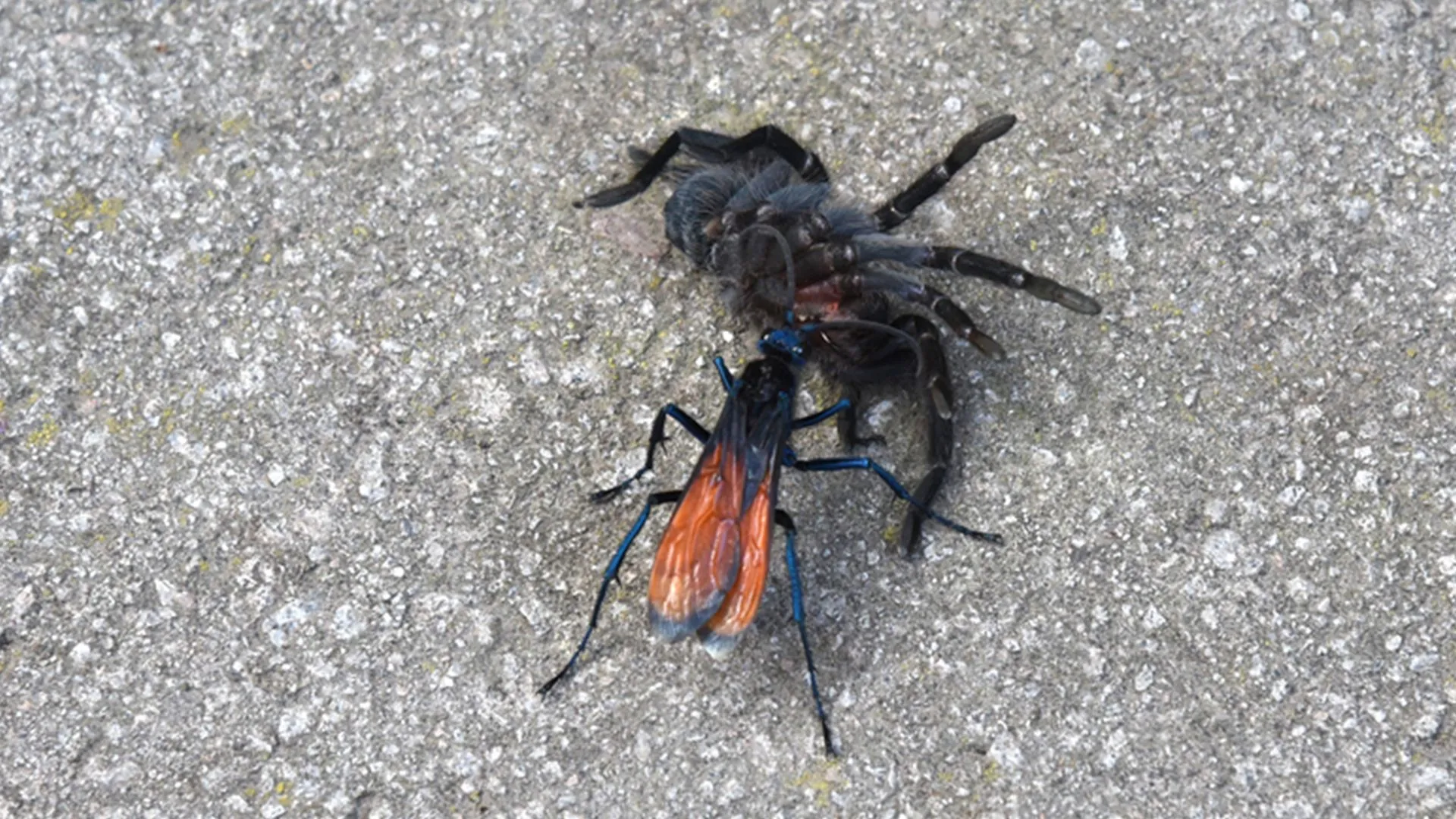 18276 spider hawk wasp lifecycle