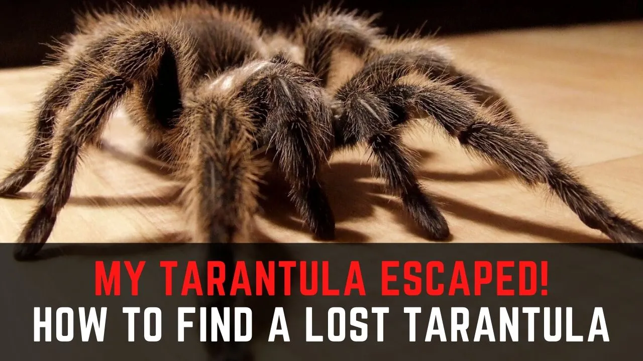 18277 tarantula missing