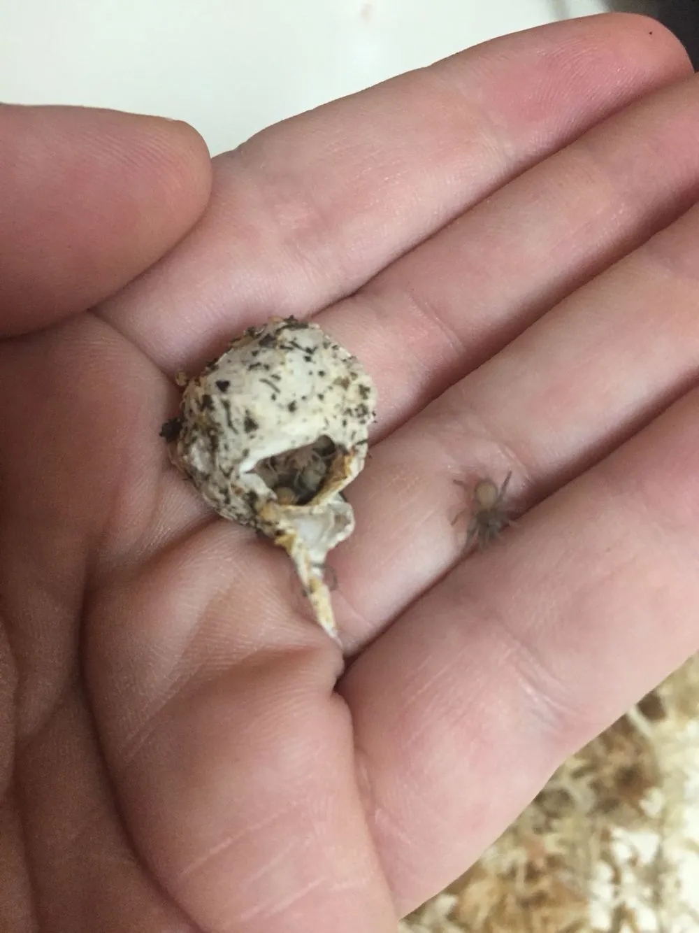 18278 baby tarantula feeding