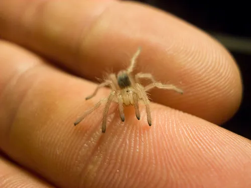 18278 baby tarantulas