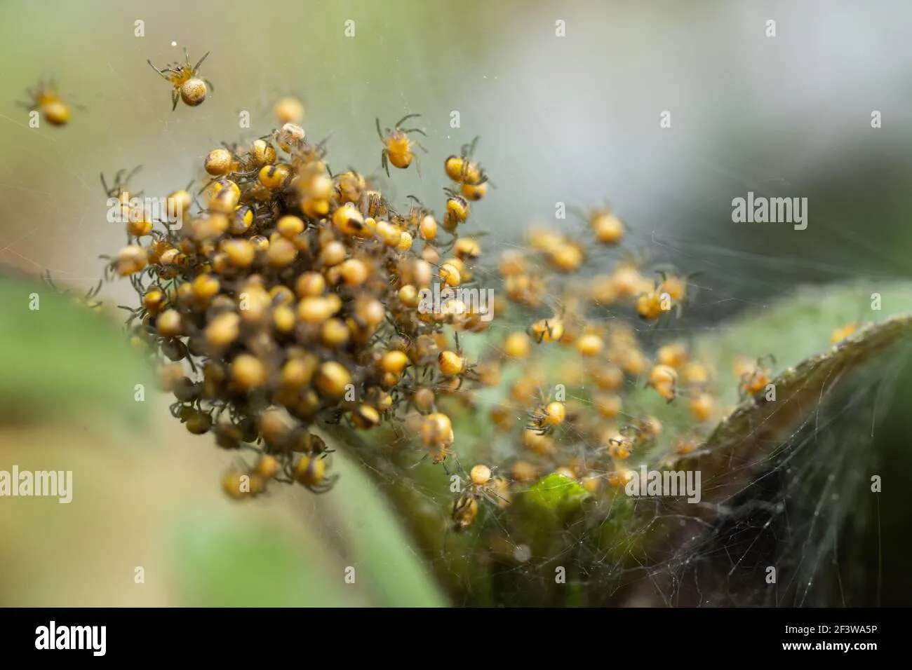 18278 tarantula eggs