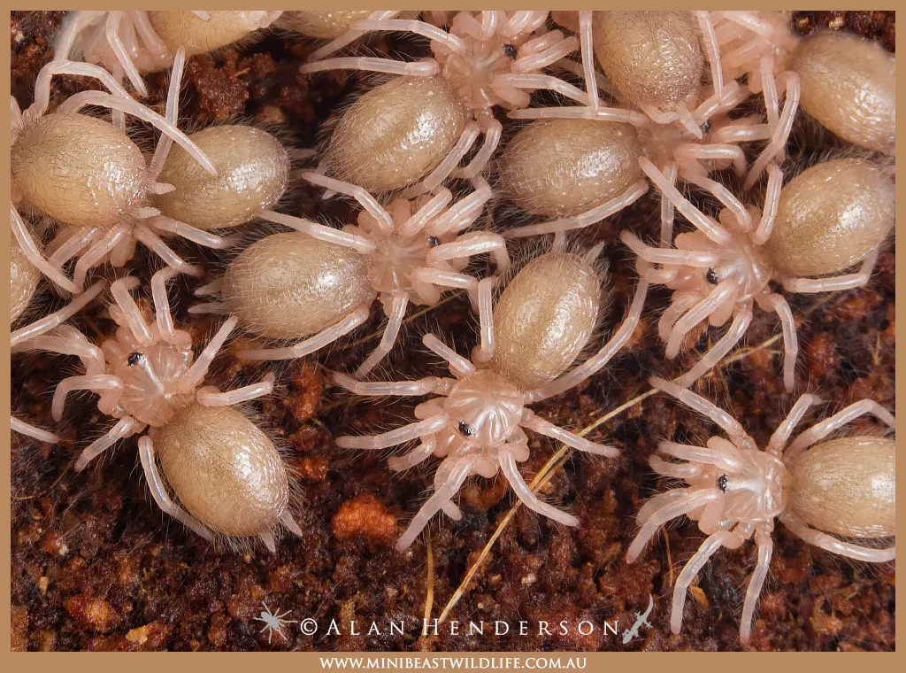 18278 tarantula enclosure