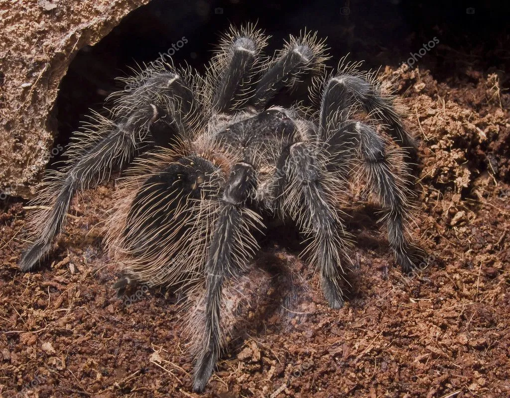 18281 tarantula eating spider image1