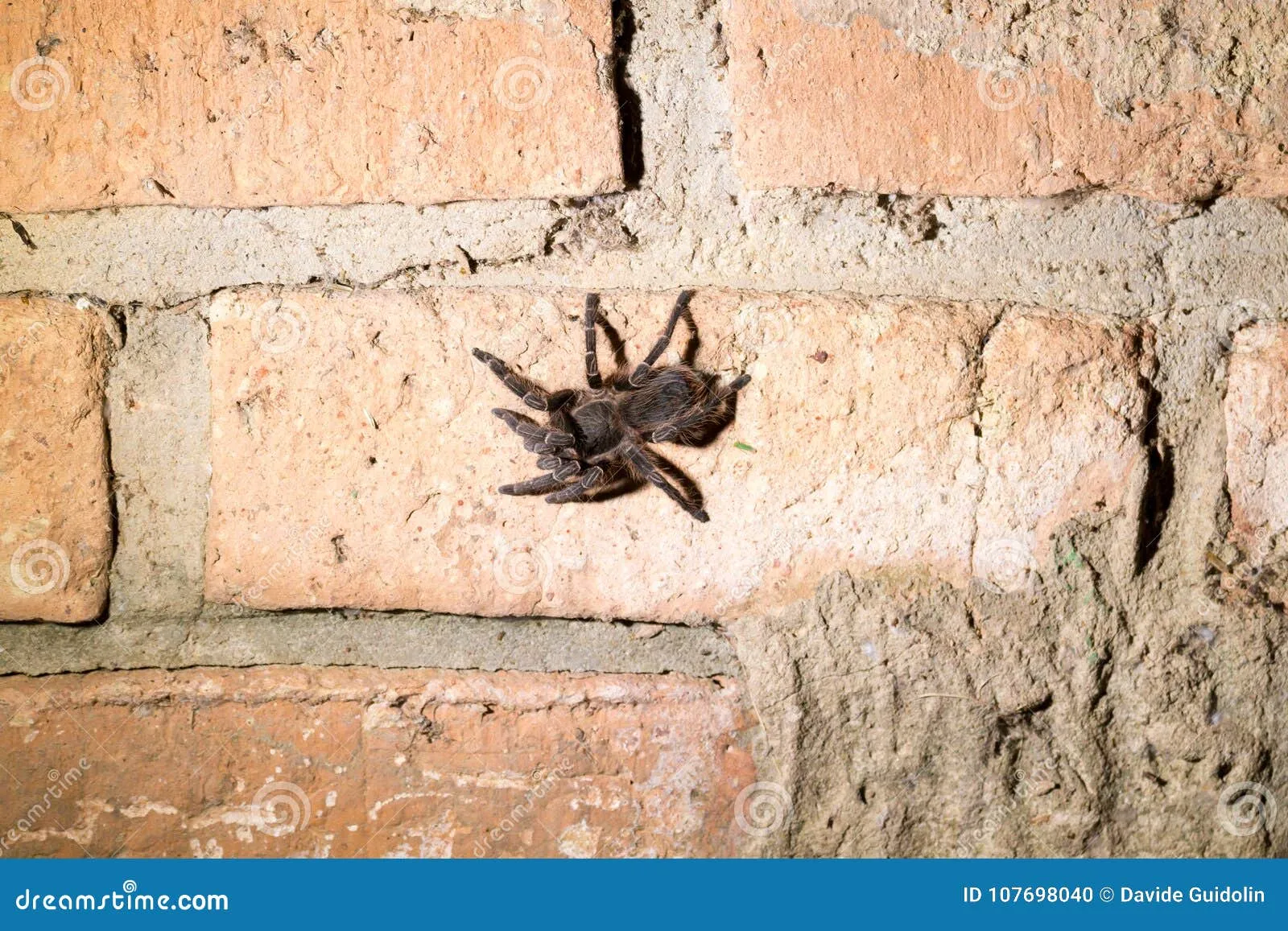 18281 tarantula eating spider image3