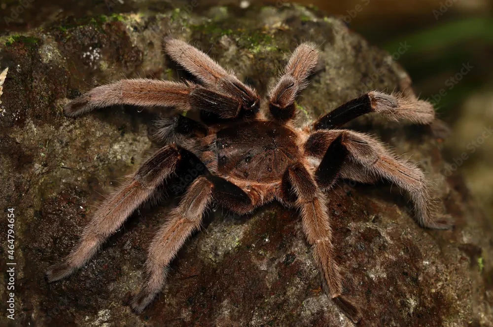 18281 tarantula eating spider image5