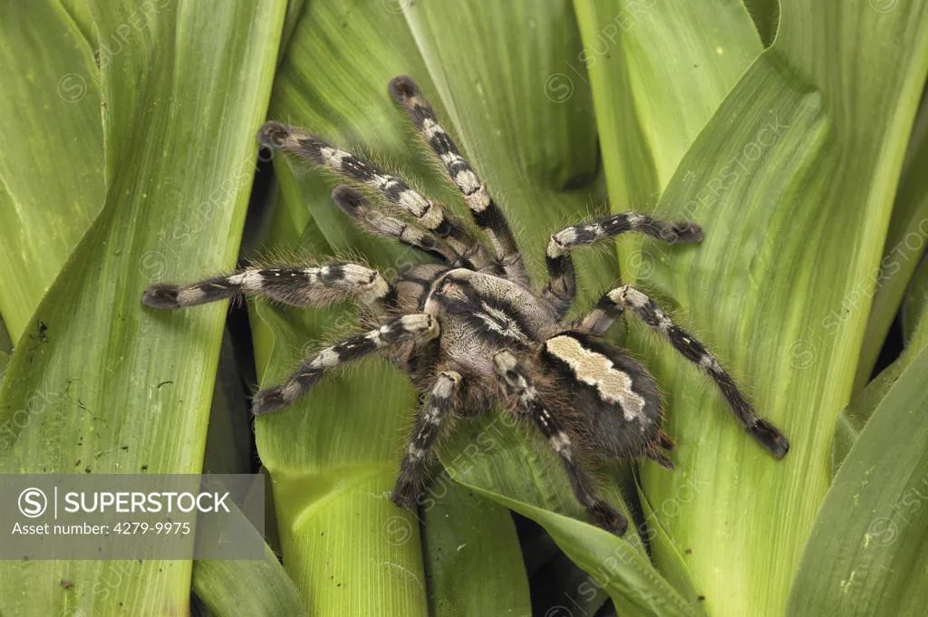 18281 tarantula eating spider image6