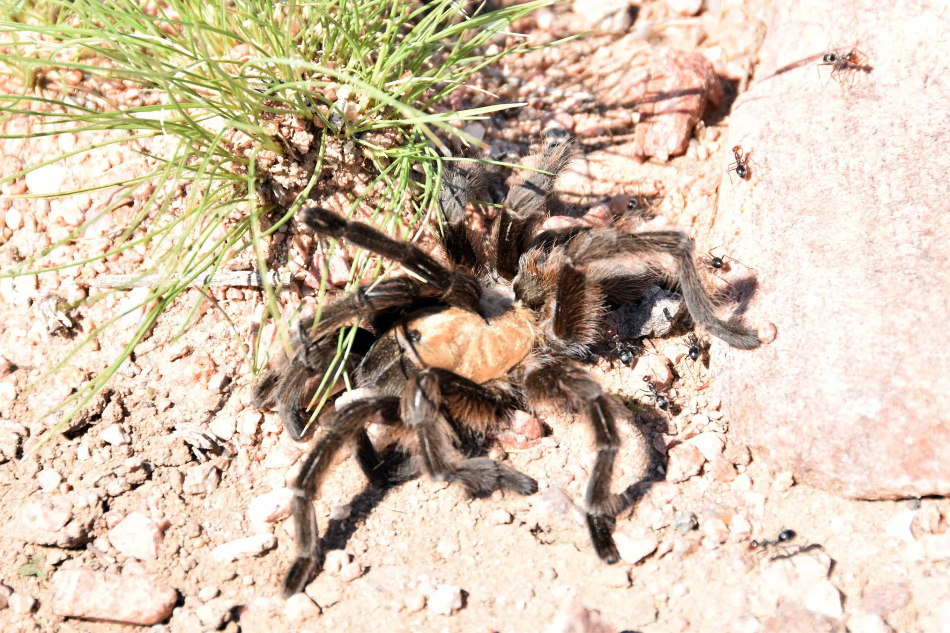 18282 new mexico tarantula location