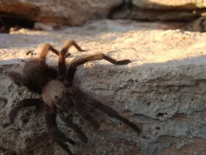 18282 tarantula conservation