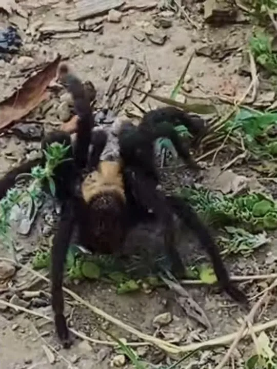 18282 tarantula habitat