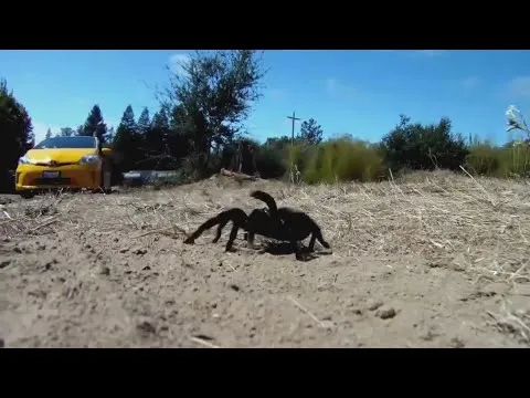 18282 tarantula migration spotting