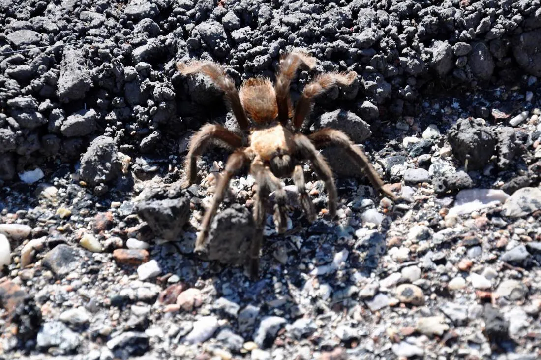 /img/18282-tarantula-species.webp