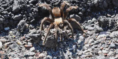 /img/18282-tarantula-species.webp