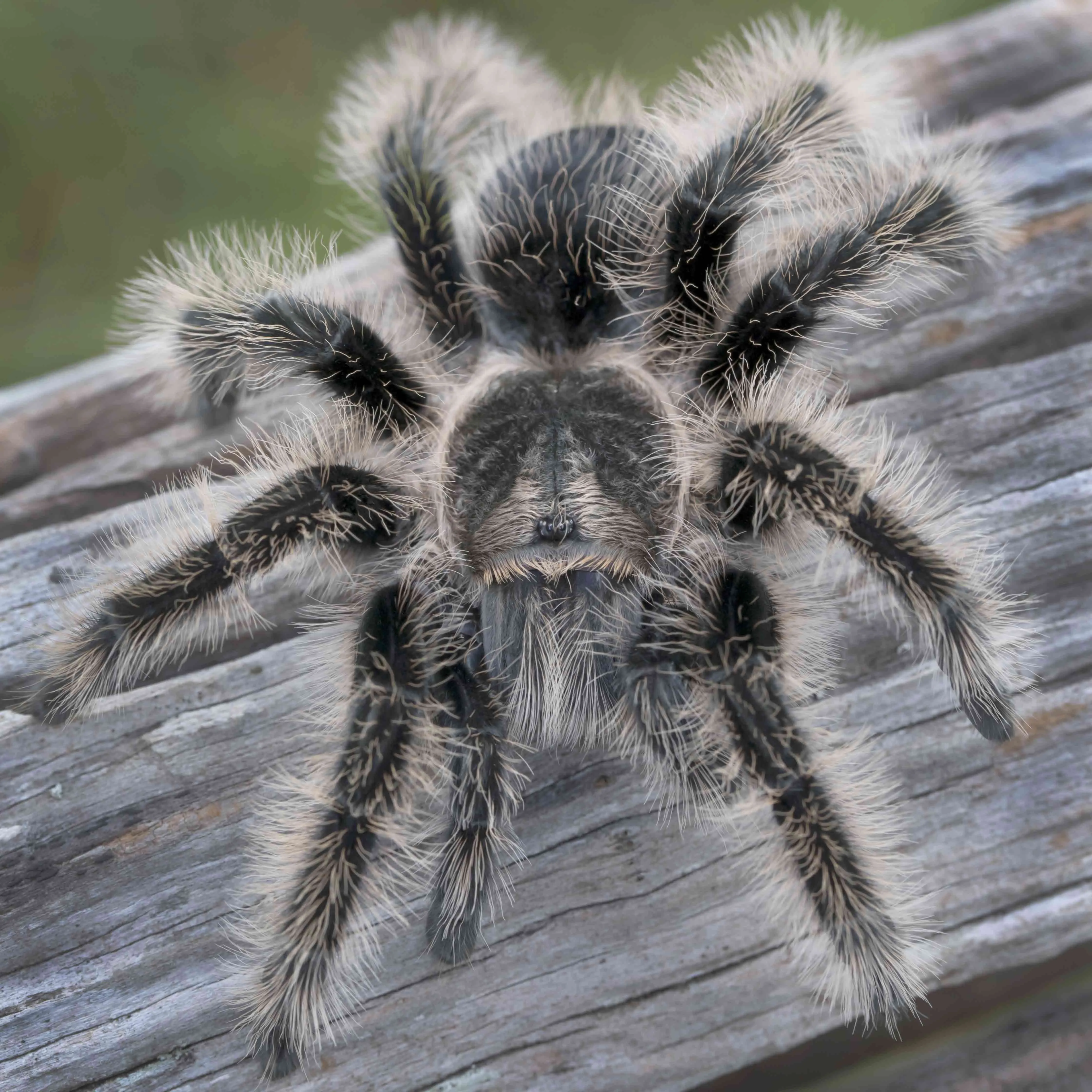 /img/18286-tarantula-prey-size.webp