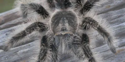 /img/18286-tarantula-prey-size.webp