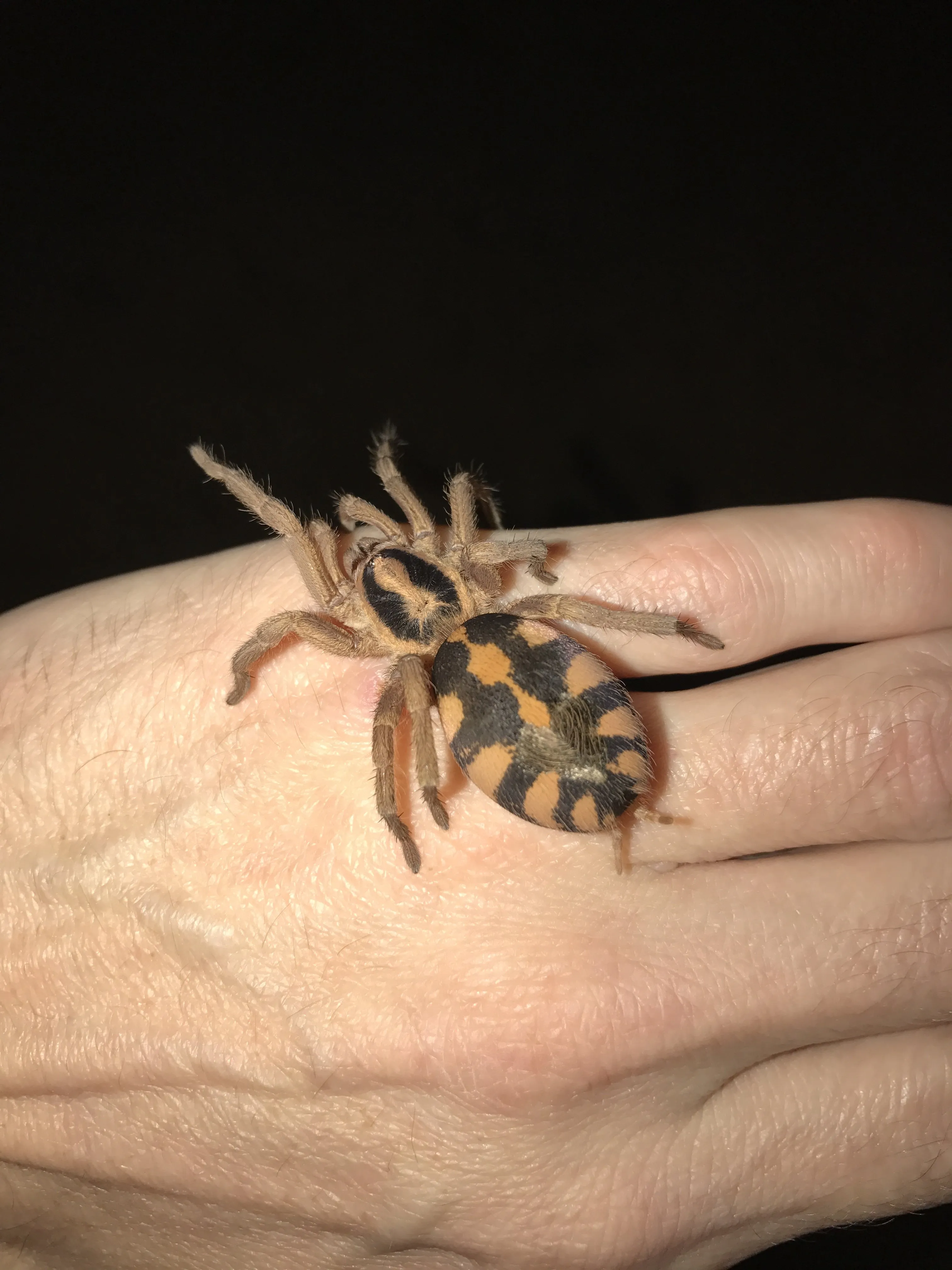 18287 tarantula breeding