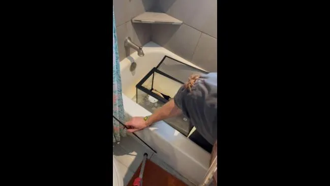 18287 tarantula enclosure