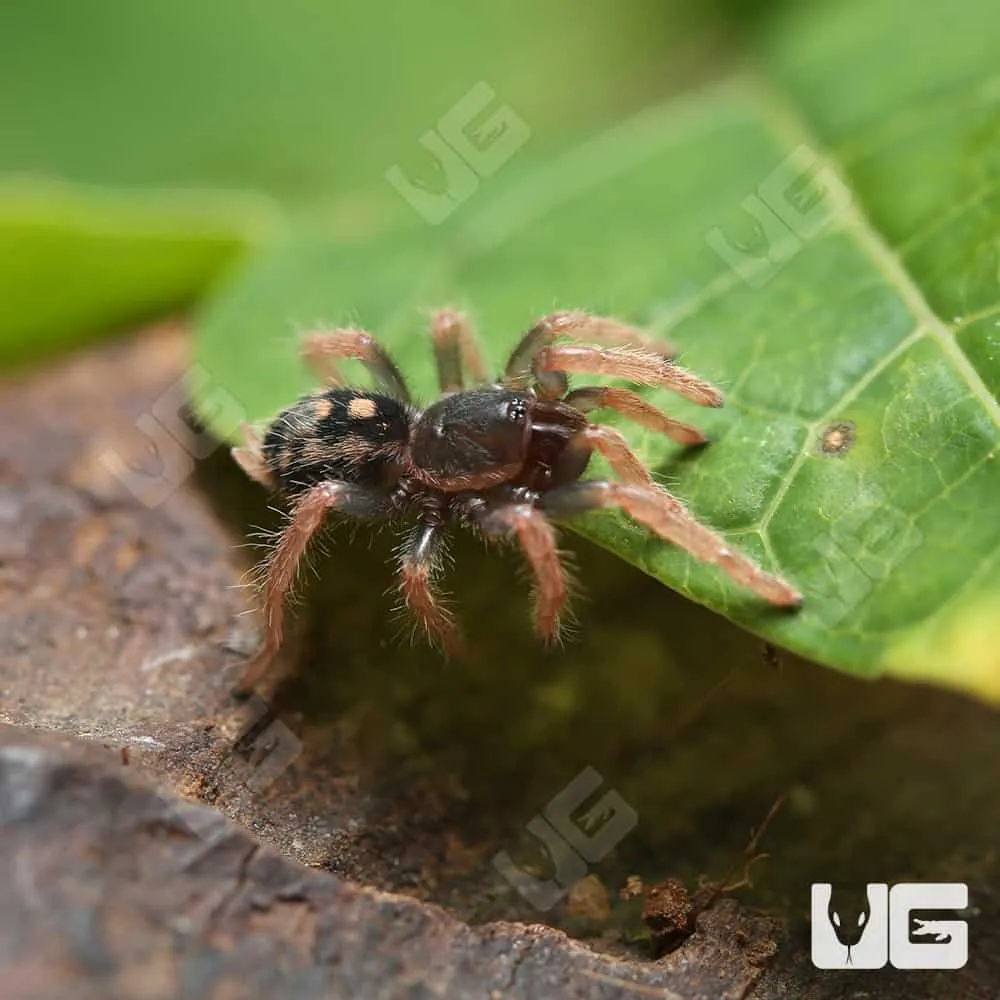 /img/18287-tarantula-handling.webp