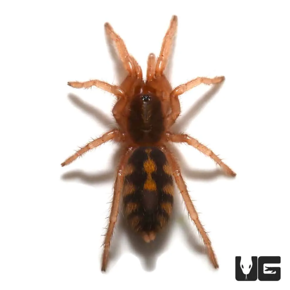 18287 tarantula market