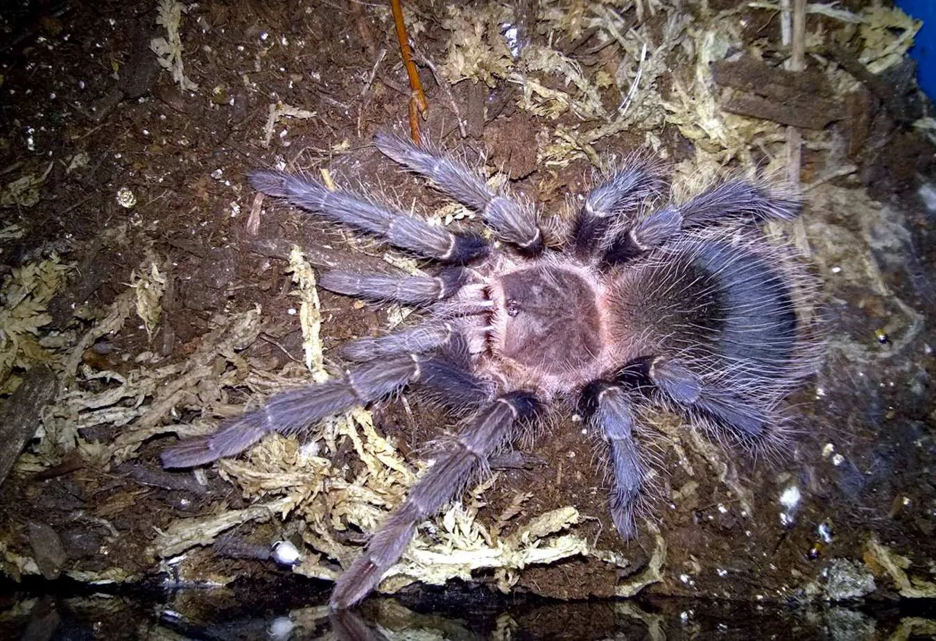 18288 arizona blonde tarantula