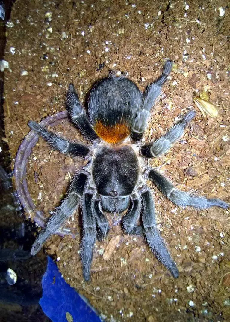 18288 curly hair tarantula