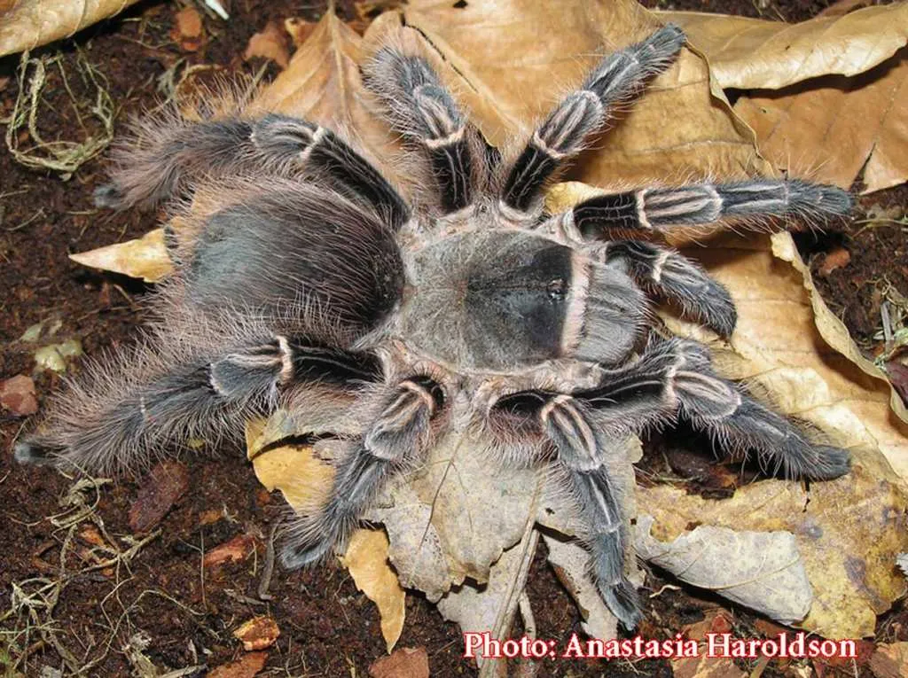 18288 pinktoe tarantula