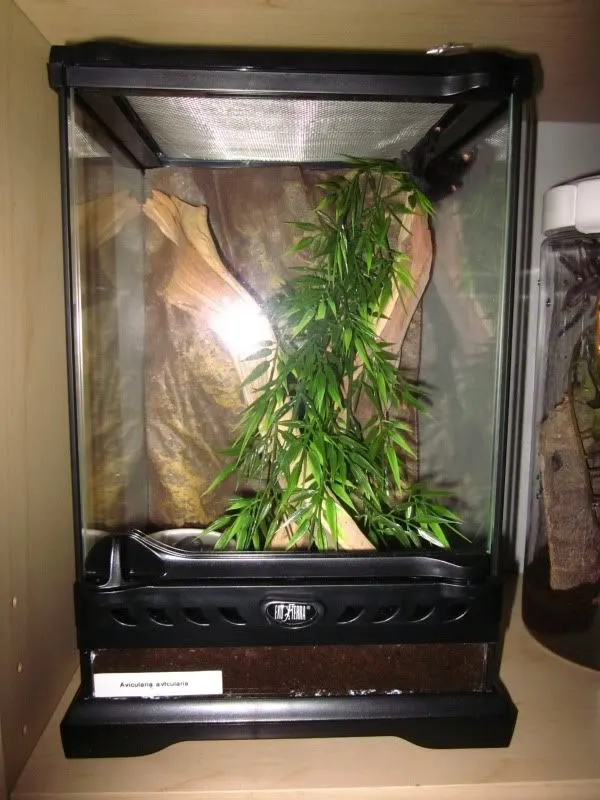 18289 exo terra nano tarantula decor