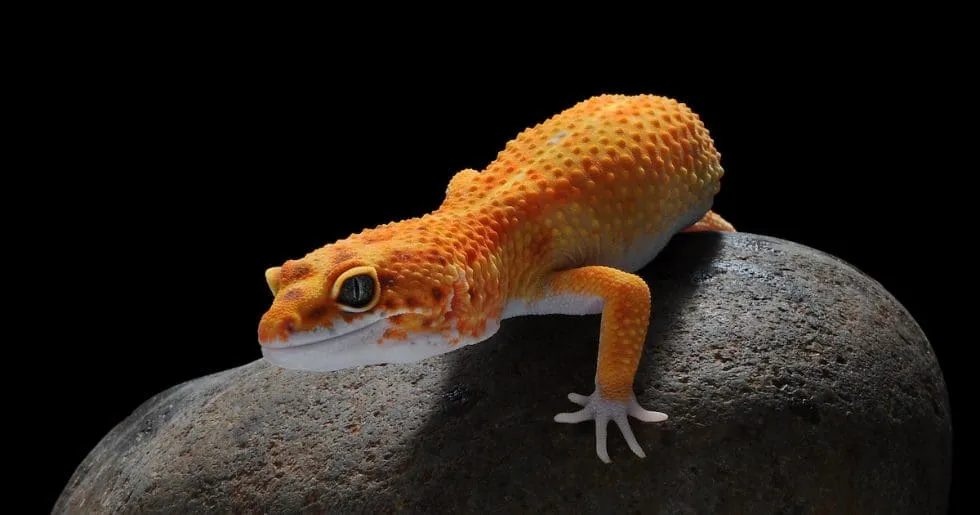 18289 exo terra nano tarantula overview