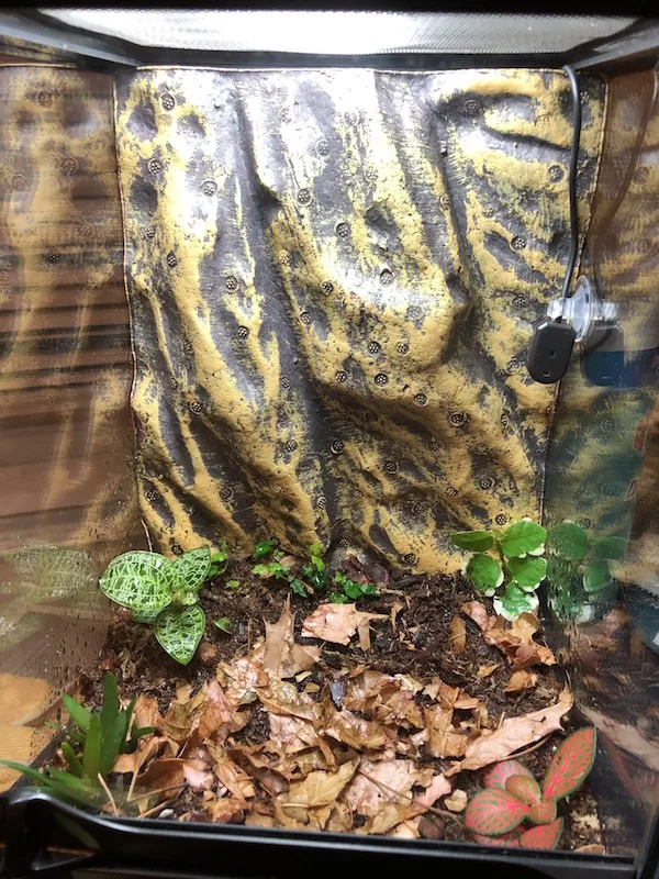 18289 exo terra nano tarantula temperature