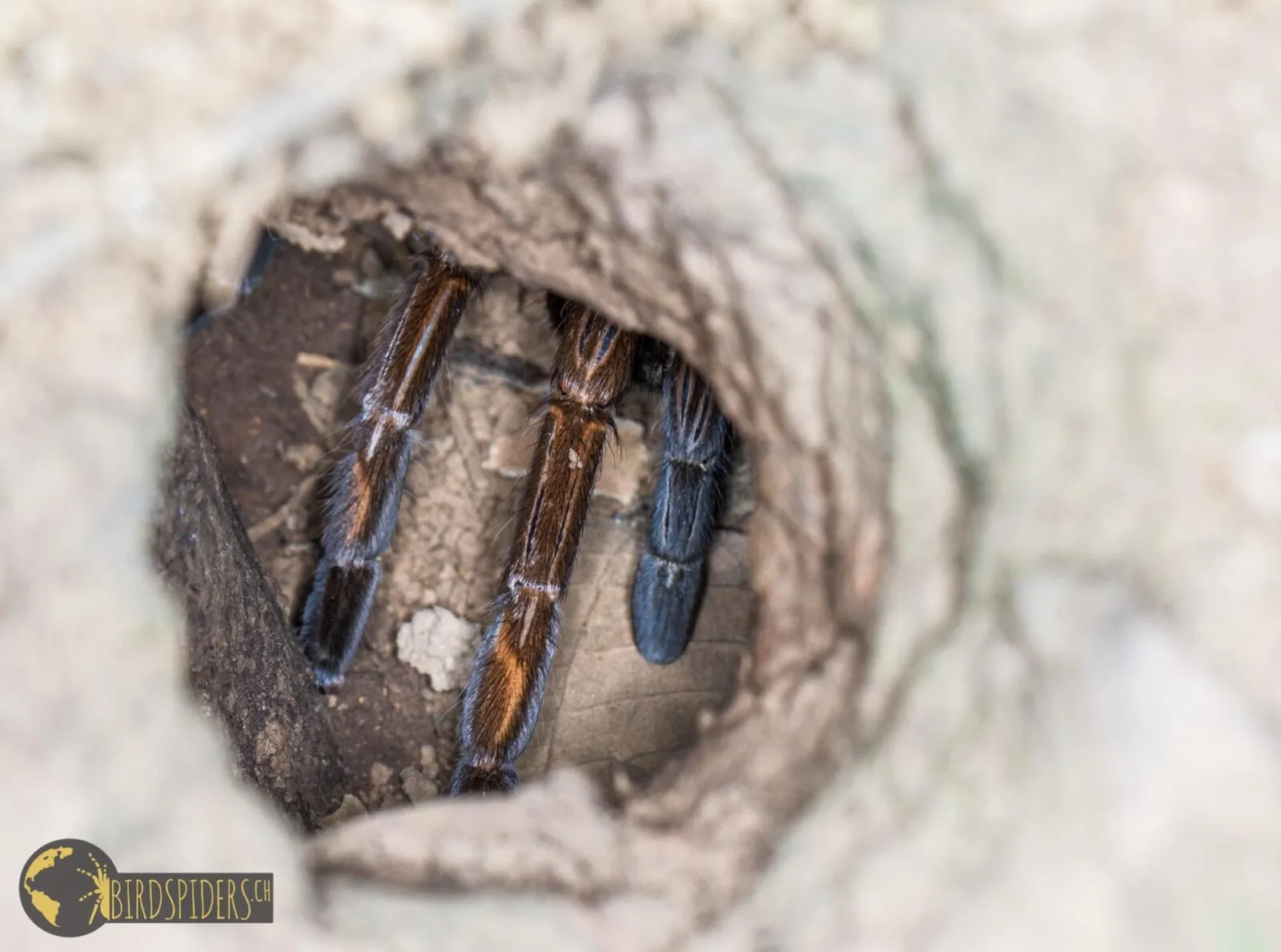 18290 c schmidti tarantula 1