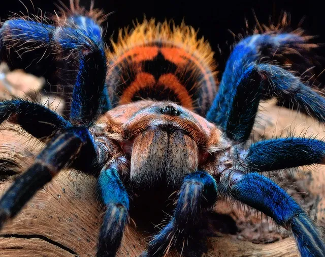 18290 c schmidti tarantula habitat