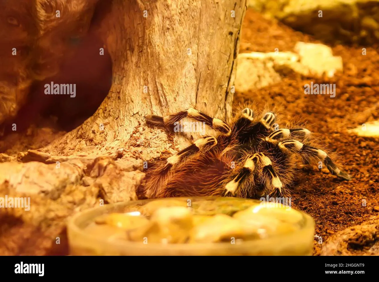 18290 c schmidti tarantula molting