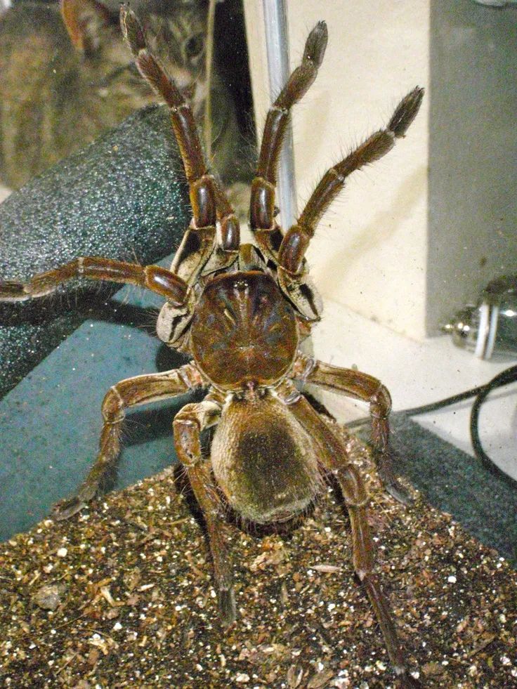 /img/18290-c-schmidti-tarantula-substrate.webp