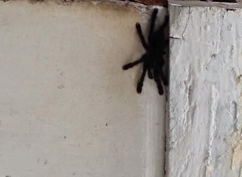 18291 tarantula pet frog choosing