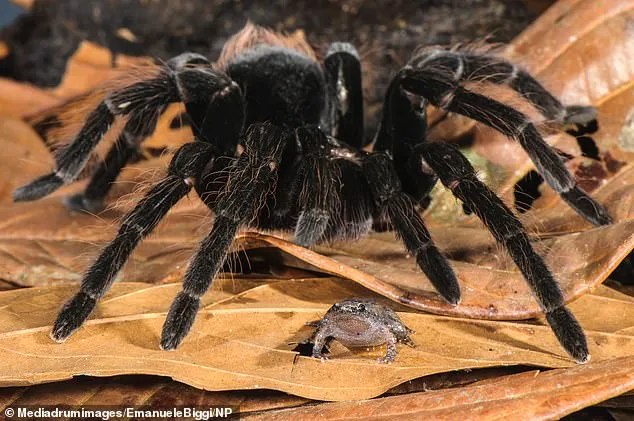 18291 tarantula pet frog cleaning