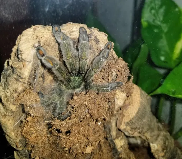 18291 tarantula pet frog enclosure