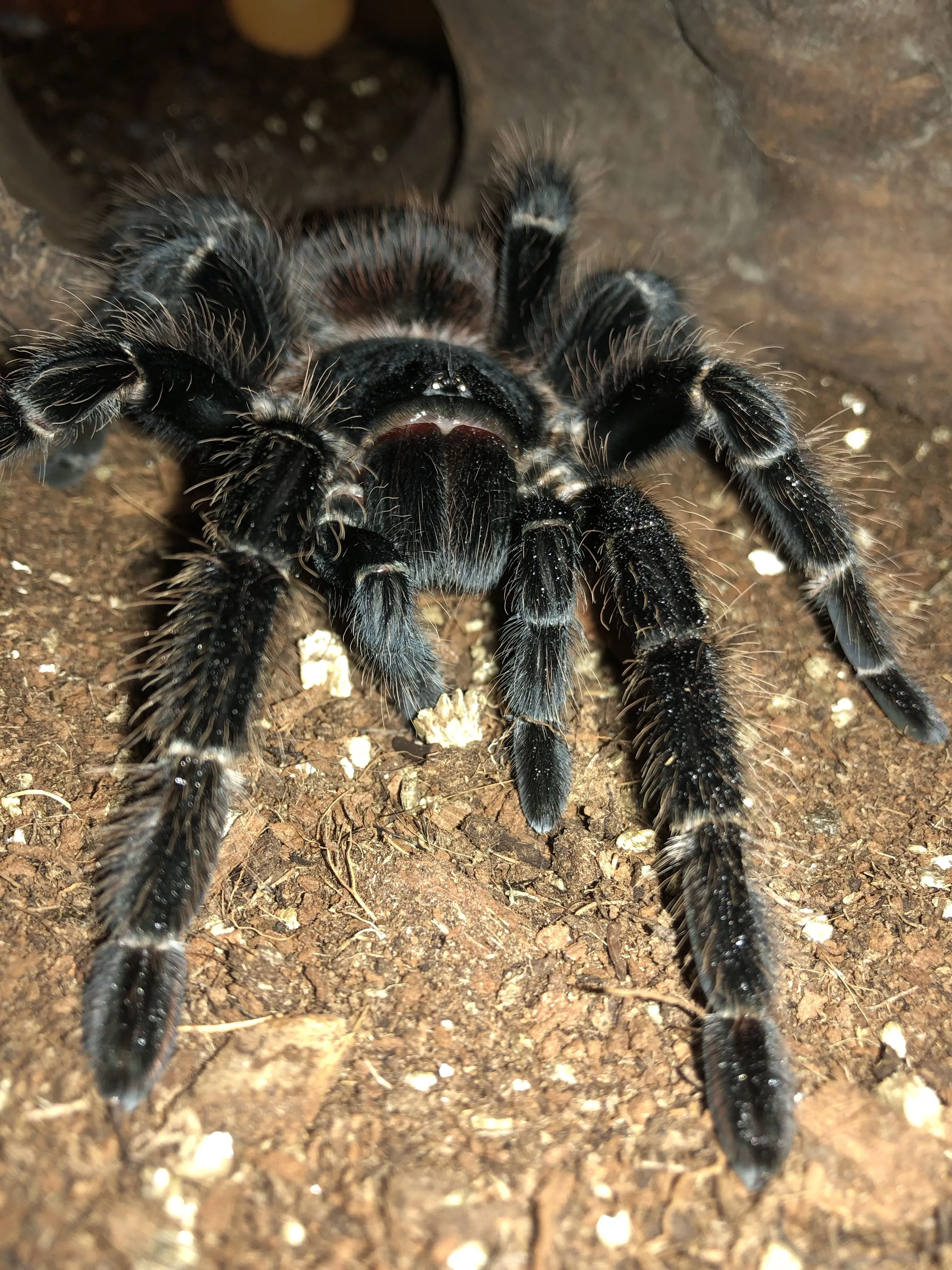 /img/18291-tarantula-pet-frog-species.webp