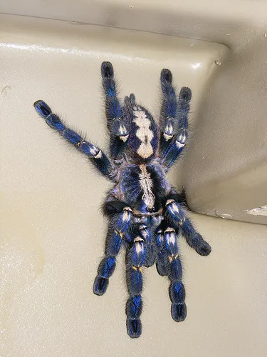/img/18292-gooty-sapphire-tarantula-resting.webp