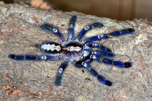 18292 gooty sapphire tarantula size comparison