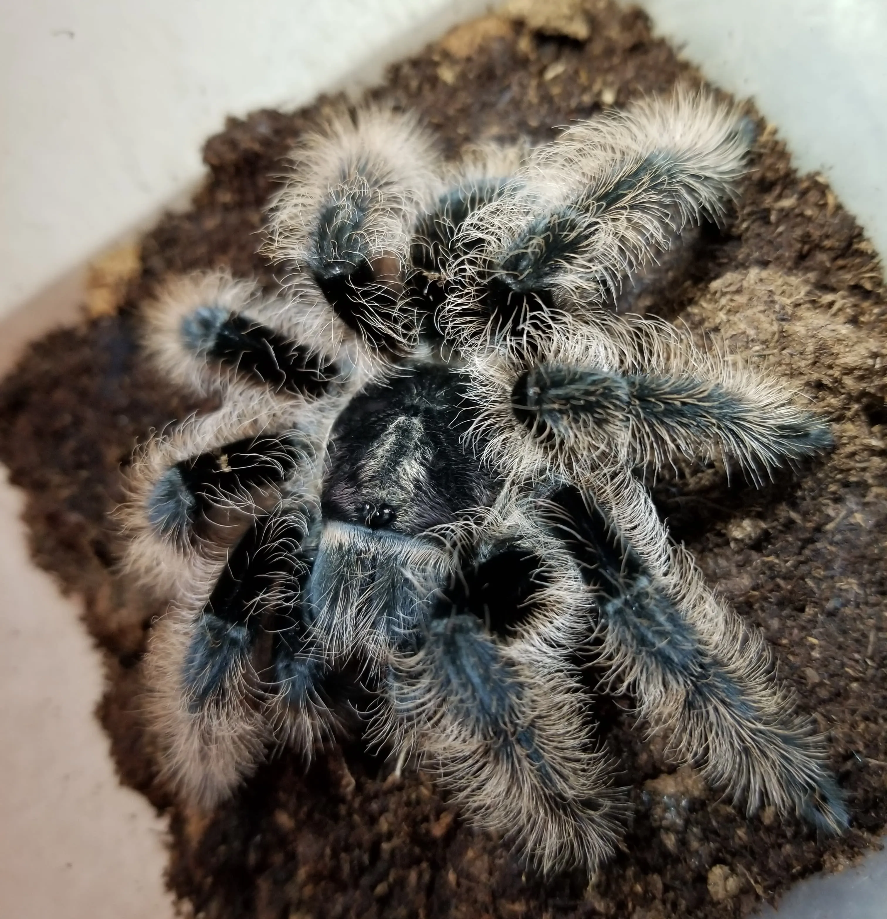 18293 curly hair tarantula male appearance