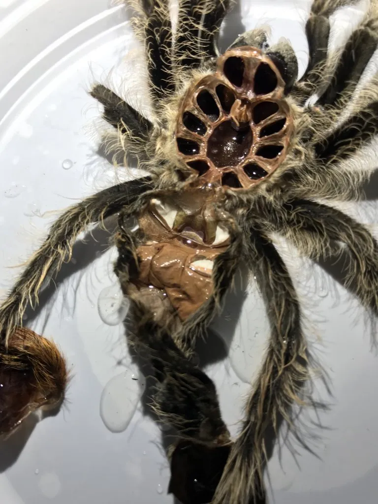 18293 curly hair tarantula male feeding
